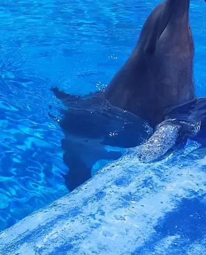 Apartman Torres Yomely *